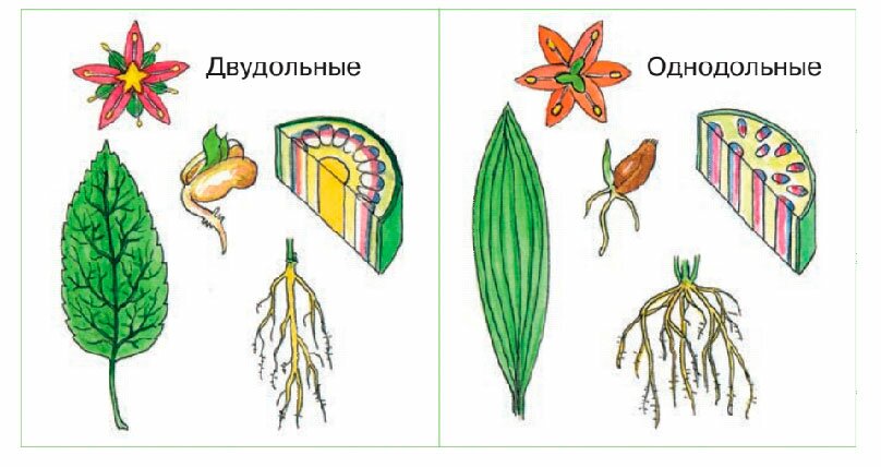 § 26. Основы систематики растений - Пасечник. 6 класс. Учебник