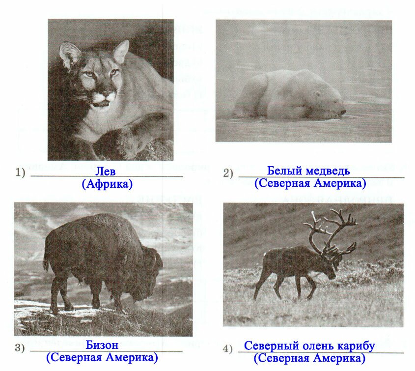 § 46. Разнообразие природы Северной Америки - Домогацких. 7 класс 2 часть. Рабочая тетрадь