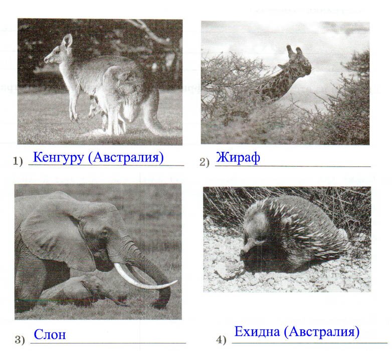 § 30. Особенности природы Австралии - Домогацких. 7 класс 2 часть. Рабочая тетрадь