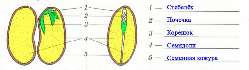 § 1. Строение семян - Пасечник. 6 класс. Учебник