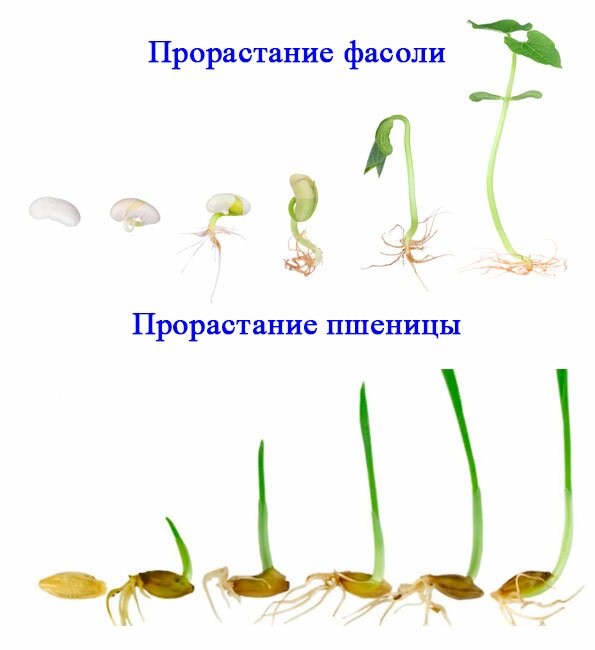 § 15. Минеральное питание растений - Пасечник. 6 класс. Учебник