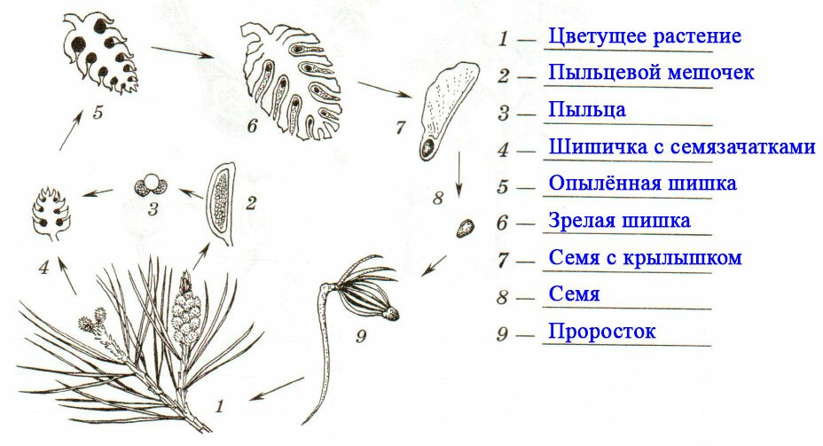 § 23. Размножение голосеменных растений - Пасечник. 6 класс. Рабочая тетрадь