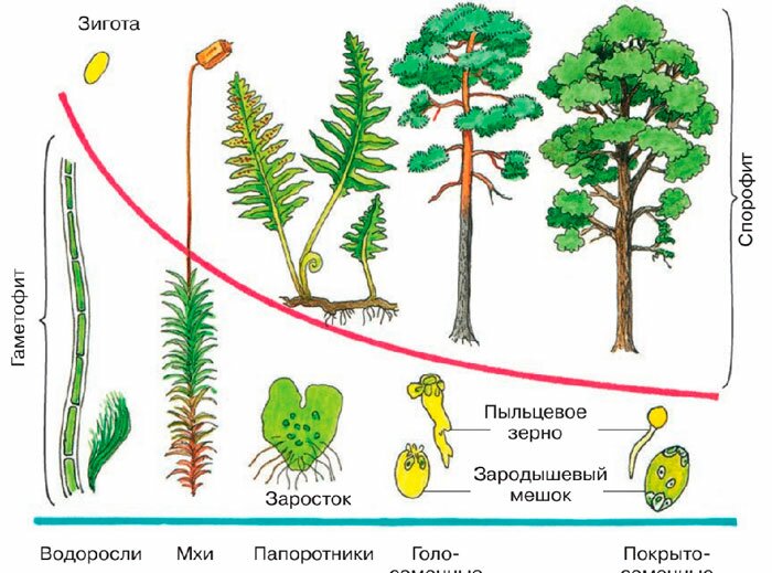 § 24. Половое размножение покрытосеменных растений - Пасечник. 6 класс. Учебник