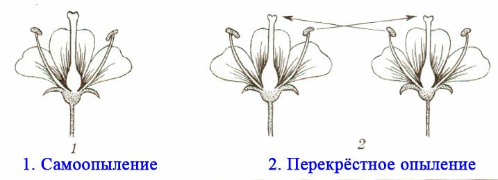 § 24. Половое размножение покрытосеменных растений - Пасечник. 6 класс. Рабочая тетрадь