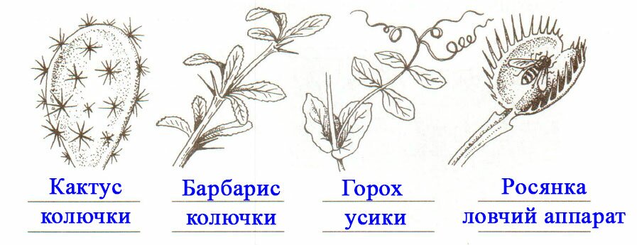 § 8. Влияние факторов среды на строение листа. Видоизменения листьев - Пасечник. 6 класс. Рабочая тетрадь