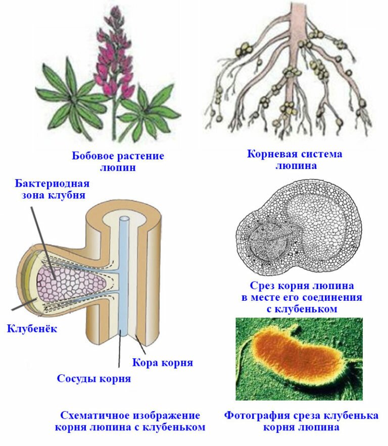 На рисунке изображен корень бобового растения с клубеньками образующимися за счет жизнедеятельности