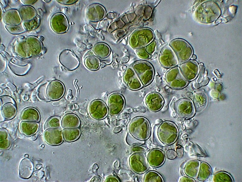Культивирование одноклеточных водорослей. Плеврококк водоросль. Хлорелла плеврококк. Плеврококк одноклеточная водоросль. Зеленые водоросли плеврококк.