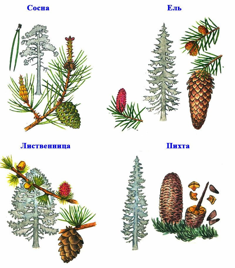 Ветка сосны с шишками рисунок с подписями