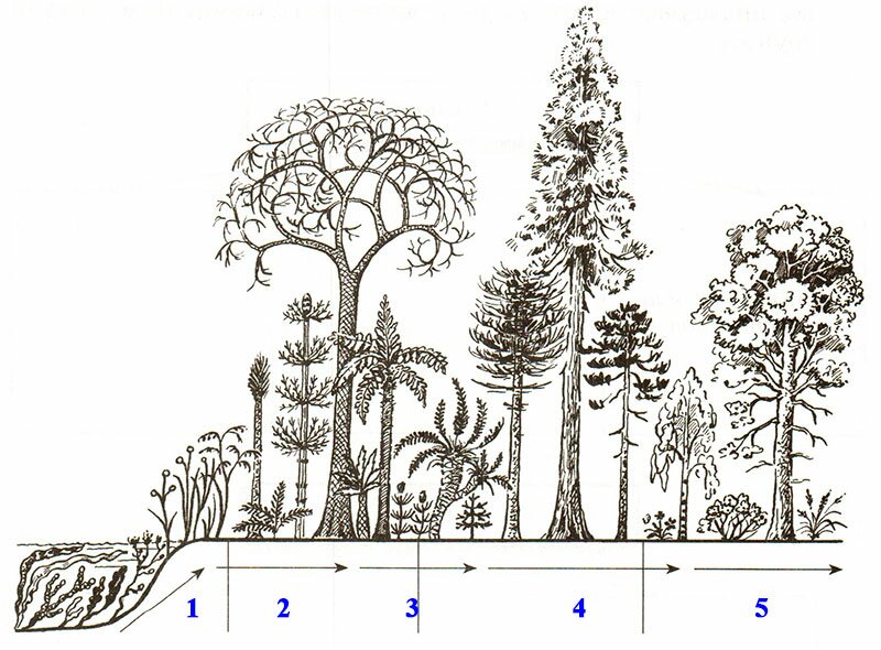 Ландшафт биология 5 класс. Эволюция растений риниофиты. Эволюция растений псилофиты.